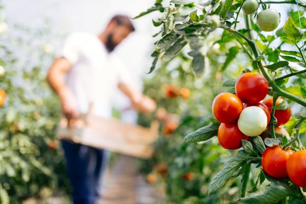 Ernährungswirtschaft Tomaten